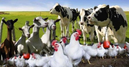 Кормовая добавка GFO для домашней птицы.