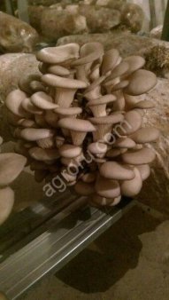 Грибы свежие культивируемые Вешенка