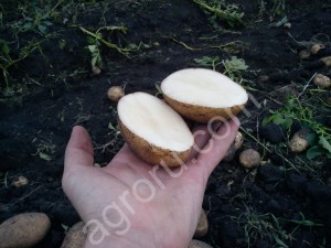 Картофель. Совхоз.
