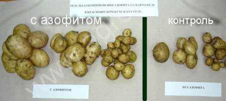 Азофит неразбавленный, еврокубами.