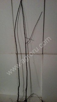 Саженцы Груш ,Слив,Черешни,Яблонь