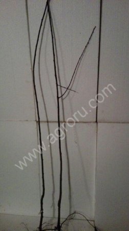 Саженцы Груш ,Слив,Черешни,Яблонь