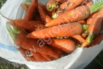 <span>морковь</span> оптом