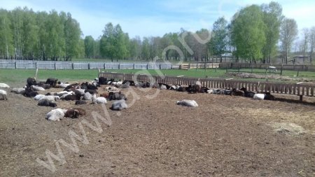 ферму с животными