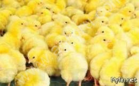 Суточные цыплята бройлер кооб-500