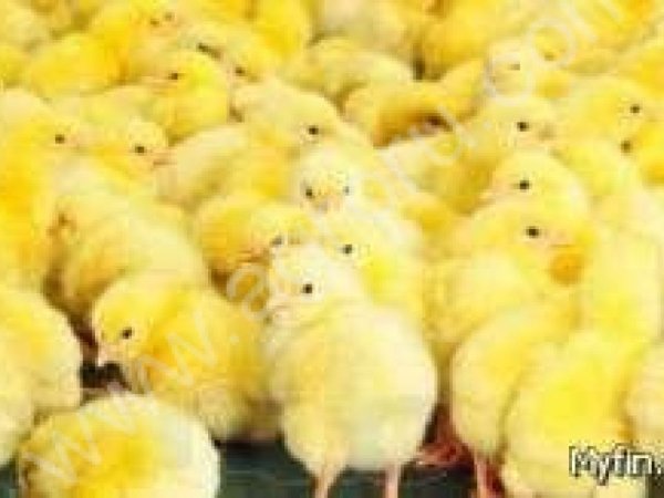 Суточные цыплята бройлер кооб-500