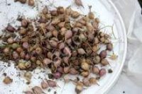 <strong>ЧЕСНОК</strong> БУЛЬБОЧКА