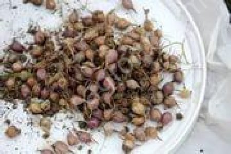 ЧЕСНОК БУЛЬБОЧКА