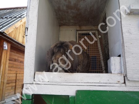 Кроликов великанов