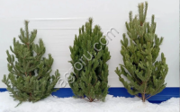 Ели и сосны оптом,  новоголние ели