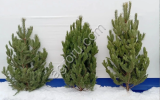 Ели и сосны оптом, новоголние ели