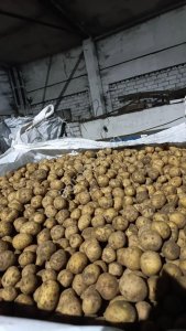 Картофель Гала Элита