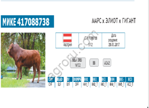 Семя (сперма) быков-производителей