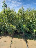 Саженцы Черешни производства Сербии