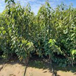 Саженцы Черешни производства Сербии