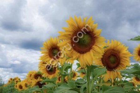 Готовый бизнес, агрофирма.