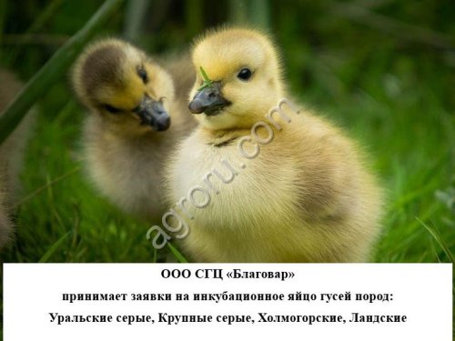 Яйцо гусиное