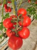 Помидоры