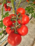Помидоры