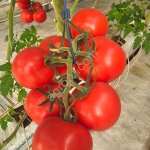 Помидоры