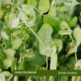 Горох посевной Готик SAATBAU