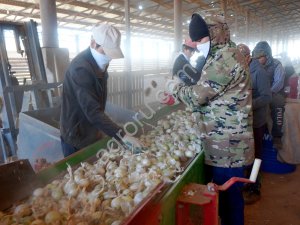 Лук на посадку Стардаст