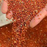 Просо красное