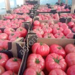 Томаты розовые, красные