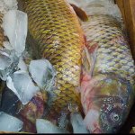 Сазан свежемороженный оптом