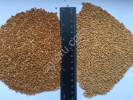 Просо / Millet