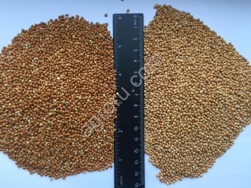 Просо / Millet