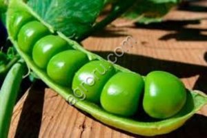 Семена гороха ярового Аксайский усатый 7 Усатый кормовой