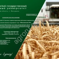 Пшеница Московская 56