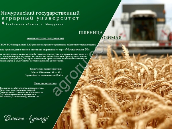 Пшеница Московская 56