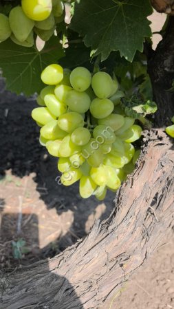 Виноград