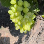 Виноград
