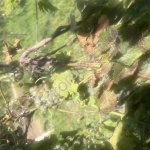 Виноград винных сортов