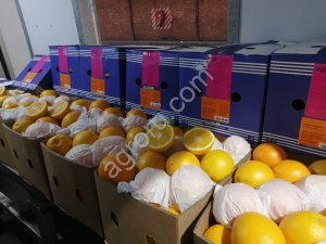 Апельсины сорт Навёл