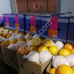 Апельсины сорт Навёл