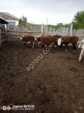 Крупный рогатый скот в Оренбургской области