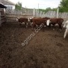 Крупный рогатый скот в Оренбургской области