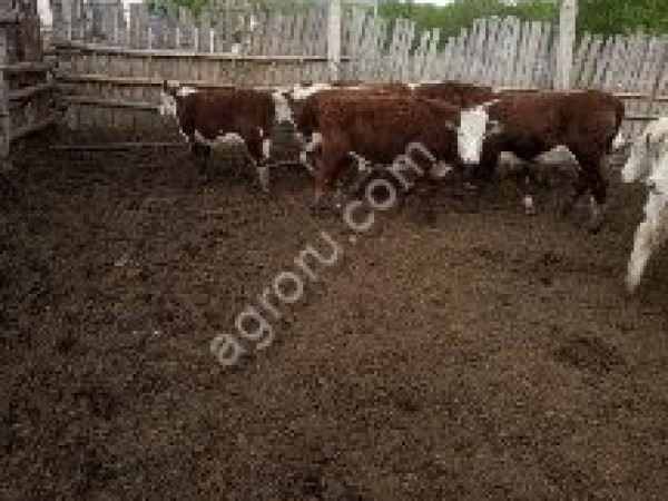 Крупный рогатый скот в Оренбургской области