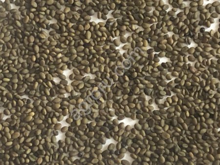 Семена горчицы,белая (сорт рапсодия)