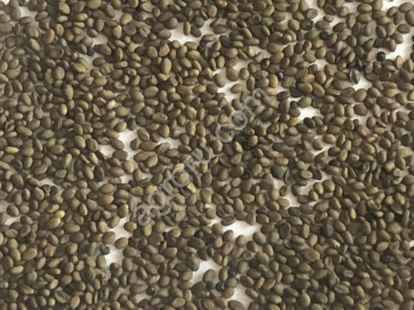 Семена горчицы,белая (сорт рапсодия)