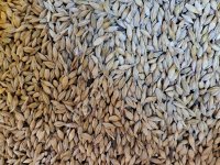 Ячмень фасованный