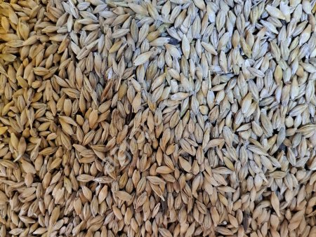 Ячмень фасованный