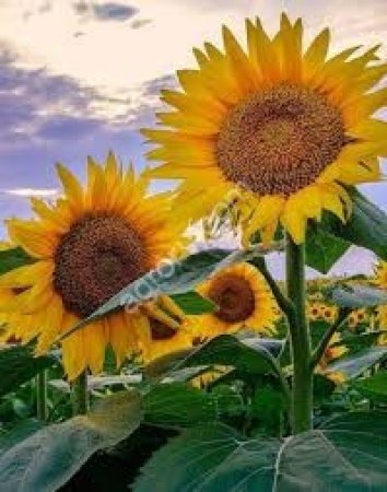 смена подсолнечника ДЕРКУН (ЭКСПРЕСС)