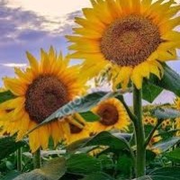 смена подсолнечника ДЕРКУН (ЭКСПРЕСС)