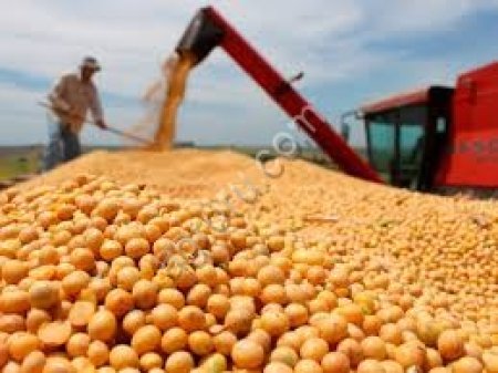 Соя экструдированная полножирная 37-39%