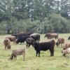 Стадо 36 коров и 2 быка Галловейской породы